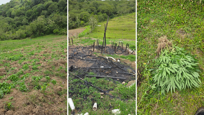 DNCD desmantela cultivo de 45 plantas de marihuana y descubre vivero incinerado en San José de Ocoa